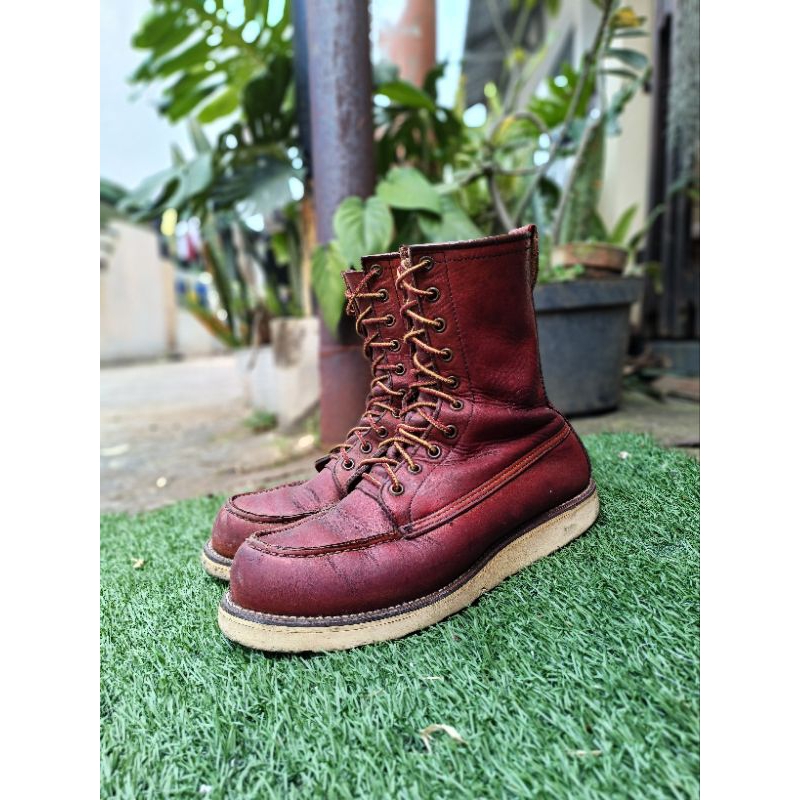 redwing Irish setter