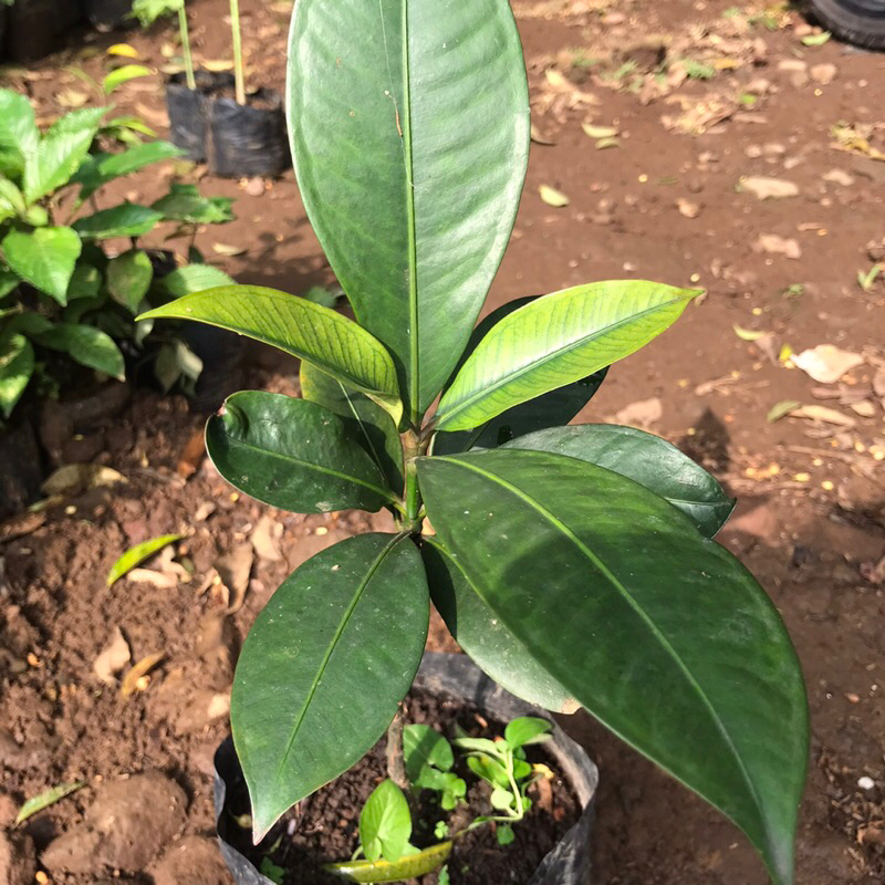 bibit pohon manggis | bibit pohon buah manggis