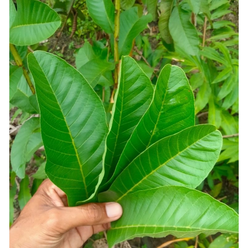 

20 LEMBAR DAUN JAMBU BIJI SEGAR / FRESH HERBAL ASLI ALAMI