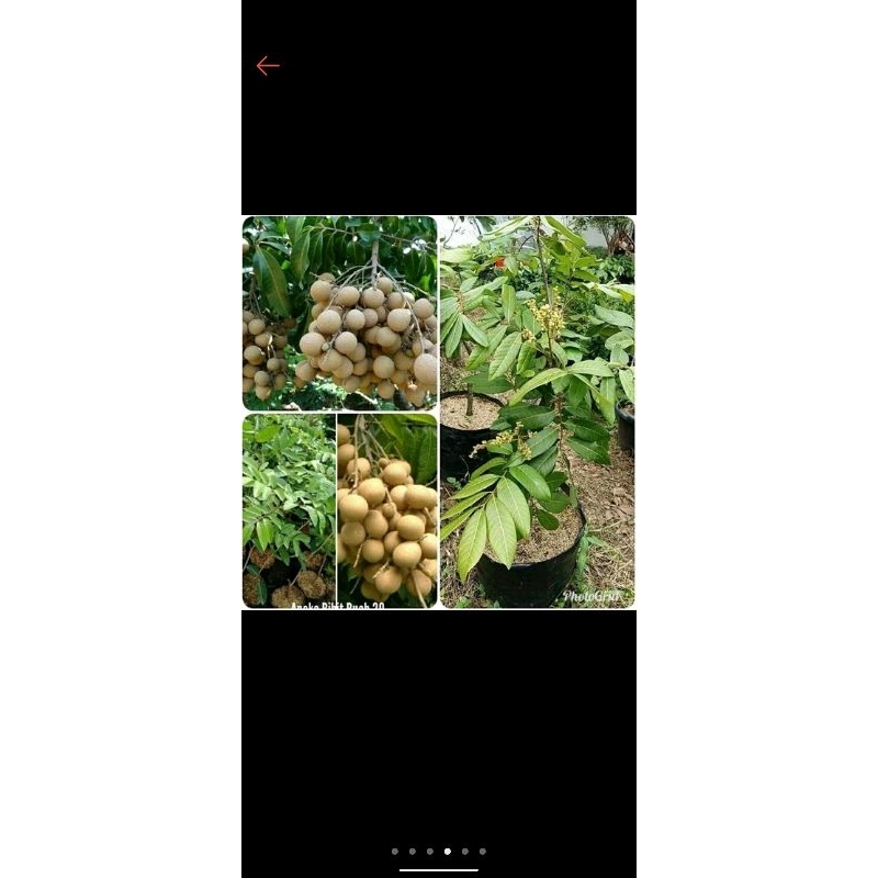 

Kelengkeng matalada manis cepat berbuah