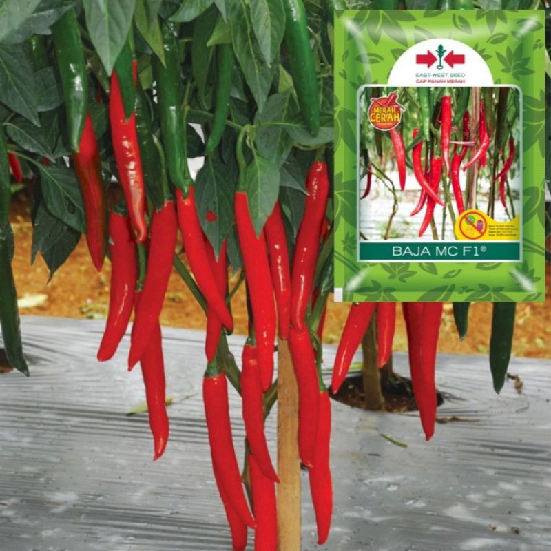 Cabe Besar BAJA MC F1 | Reepack 100 Biji | Benih Cabe besar | Benih Sayuran
