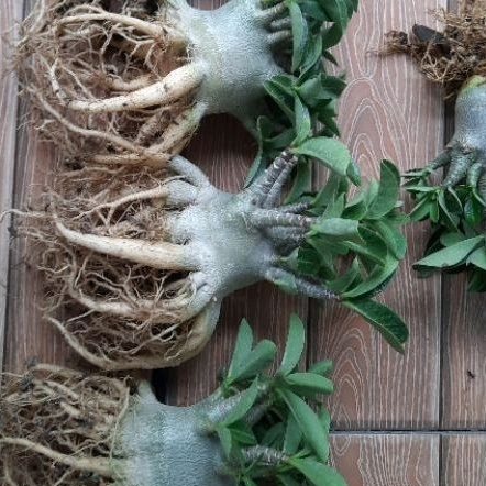 Adenium Black Nomsod, Godji, Godji, Ownjam, dll Kamboja Jepang Prokar- Akar Gurita