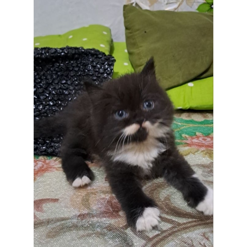 Anak kucing anggora/kitten Persia flatnose/kucing Persia jantan