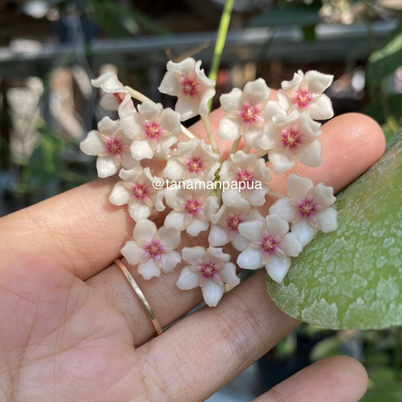 Tanaman Hias Hoya Anulata Spesies Papua