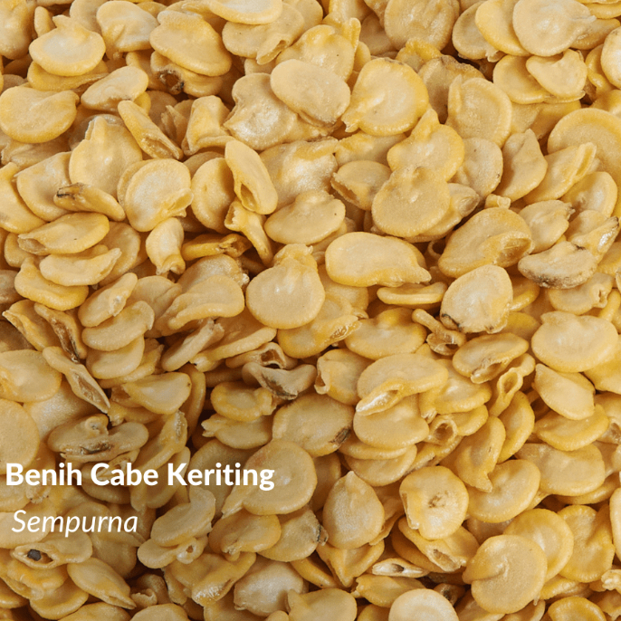 RB Benih Cabe Keriting Sempurna 10 Gram Garuda Seed
