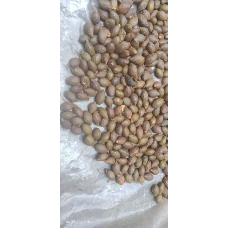 

buah pemayang/buah semangkuk