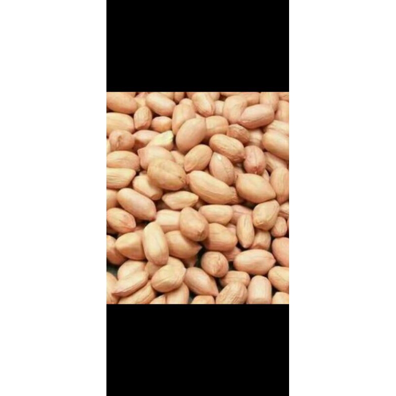 

Kacang lokal