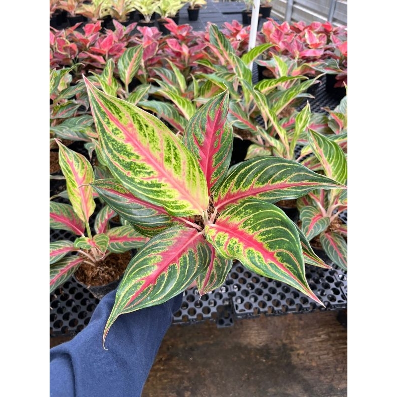 tanaman hias aglonema red sunset - aglaonema red sunset