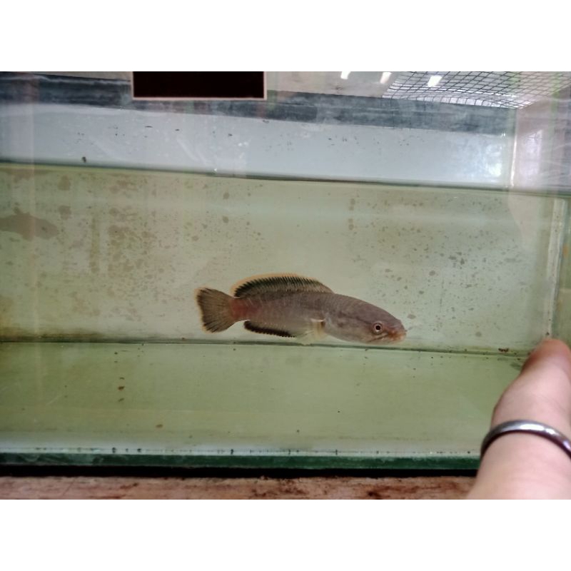 ikan Channa limbata WC bahan progresan sz 10_12cm
