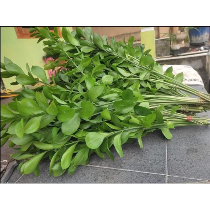 Bunga potong ruskus/ daun ruskus (1ikat isi 10 batang)