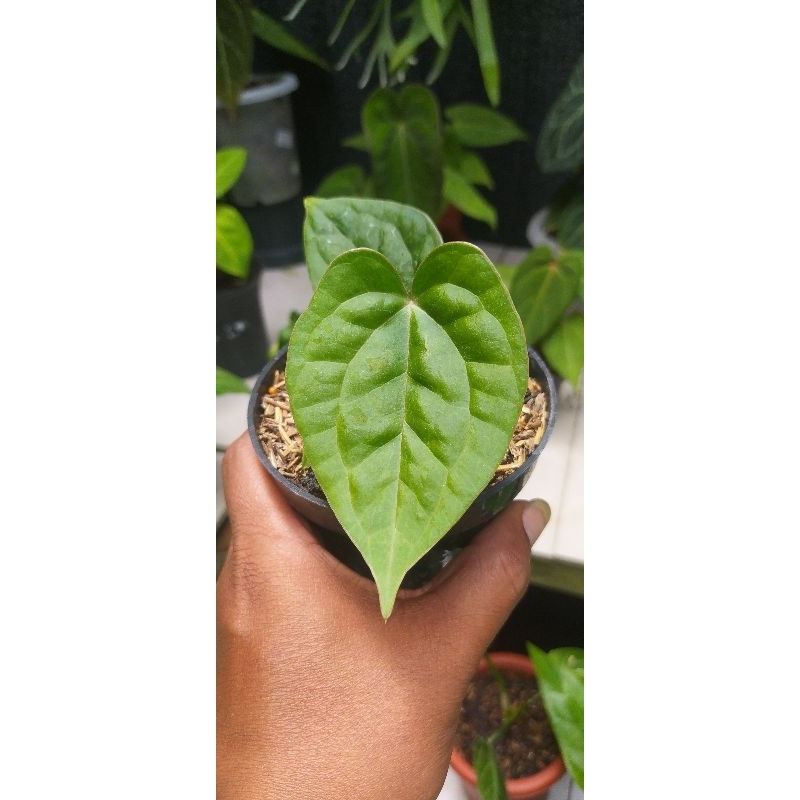 Anthurium luxurian ecuador/seedling