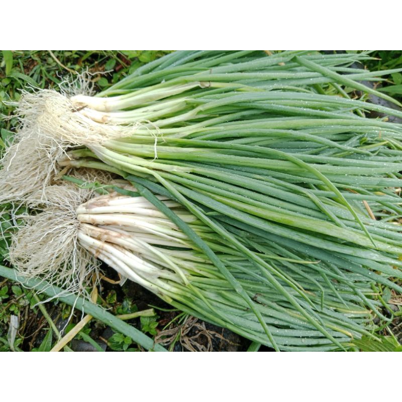 

bawang prei 1 kg
