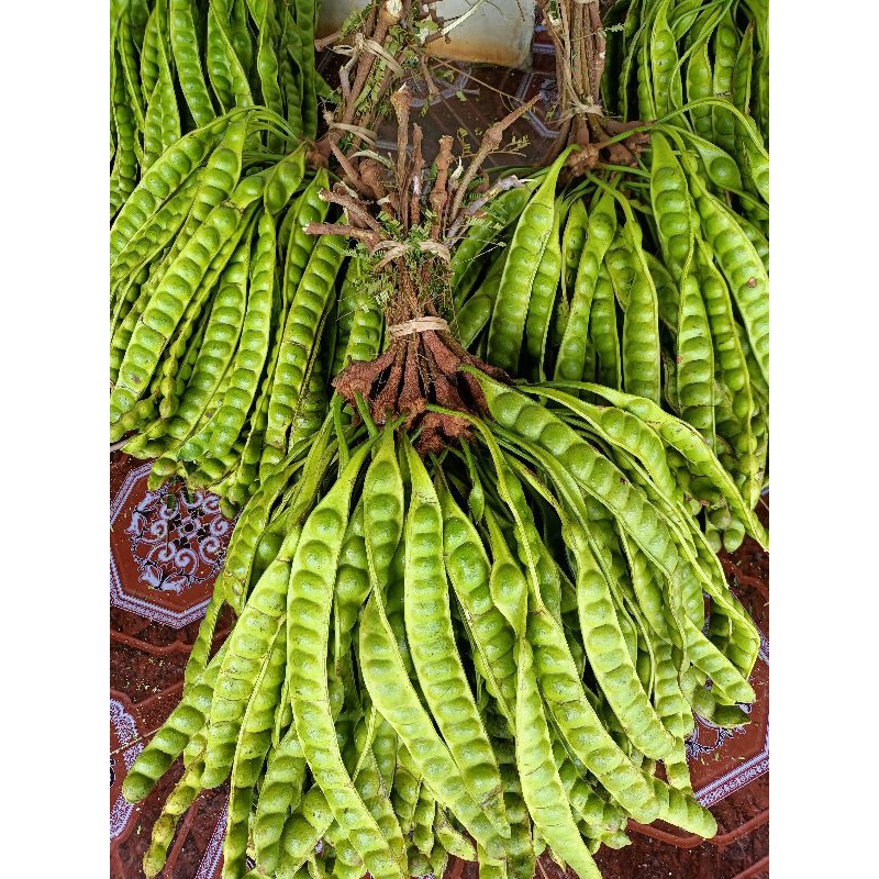 Promo Pete/Petai 1 ikat 50 papan