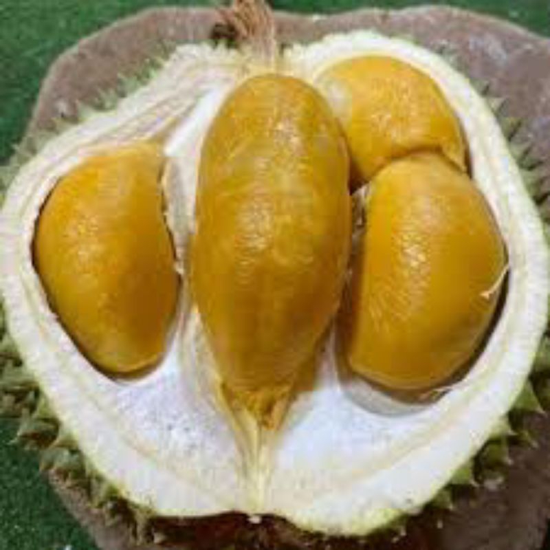 

durian black Torn malaysia