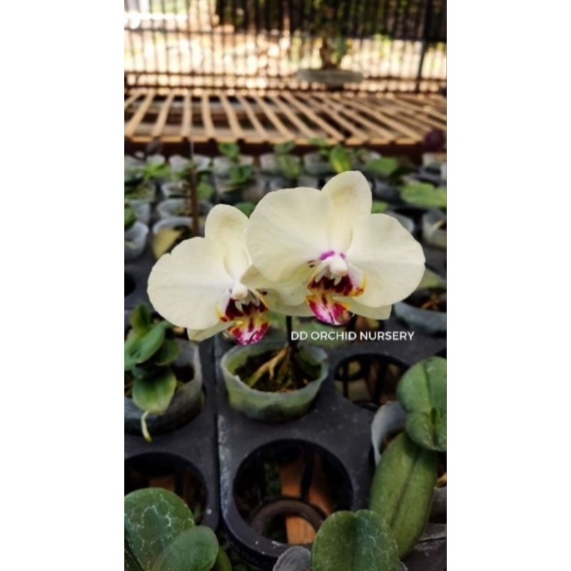 seedling anggrek bulan