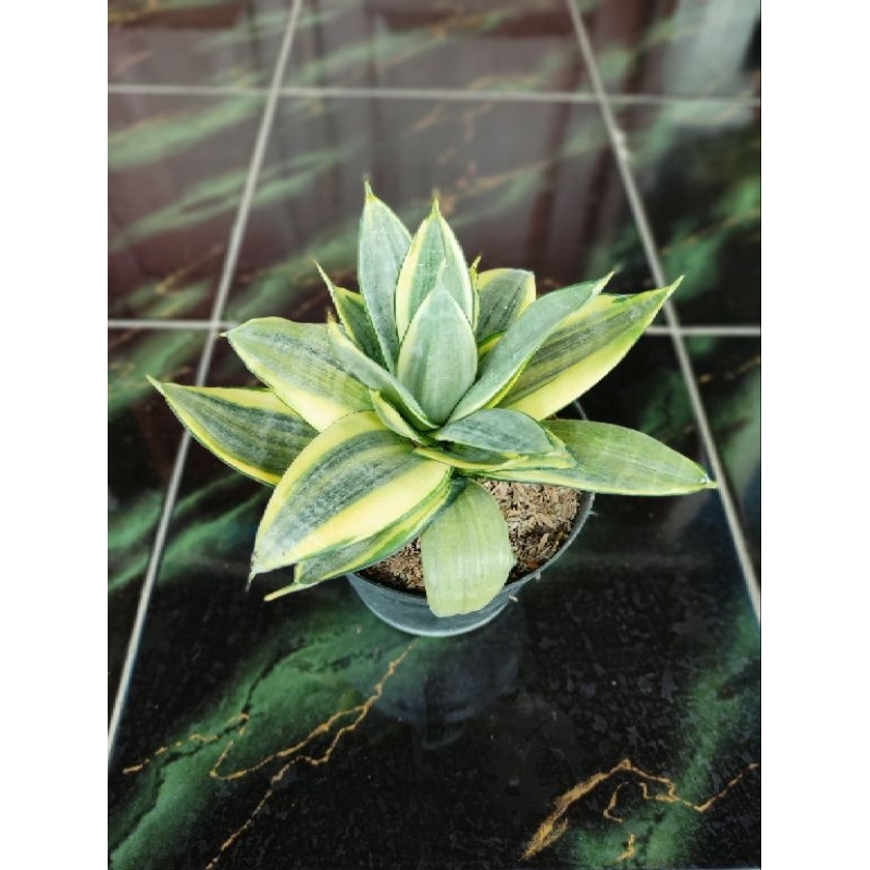 Sansivera Silver Frost