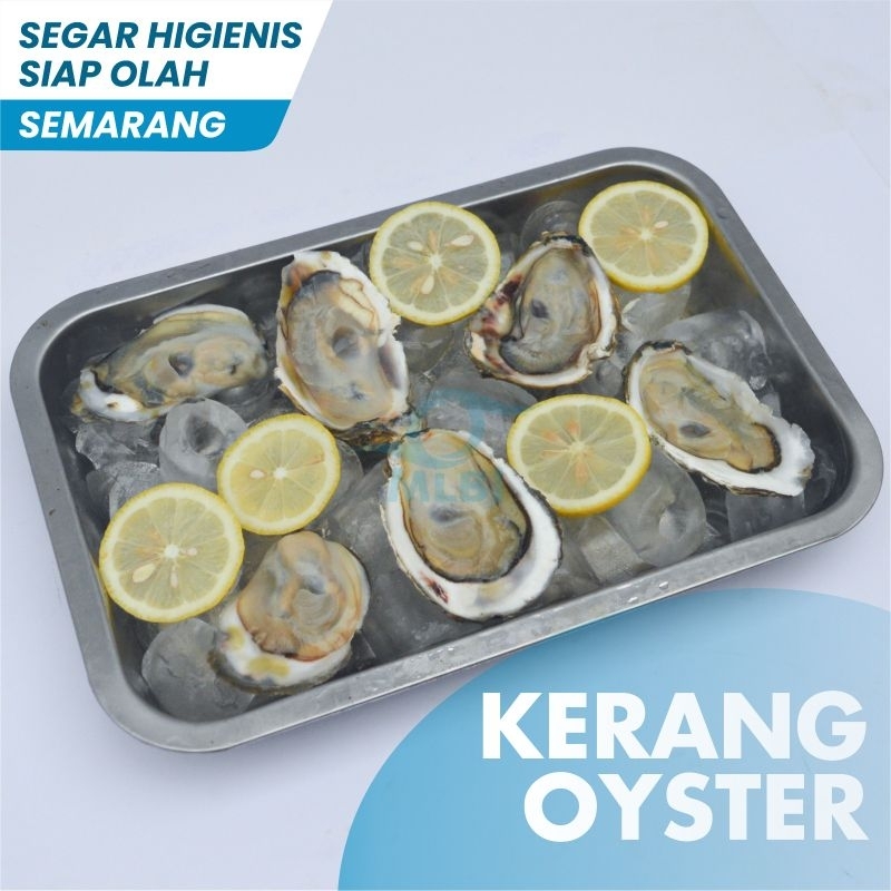

Kerang Tiram Oyster Semarang