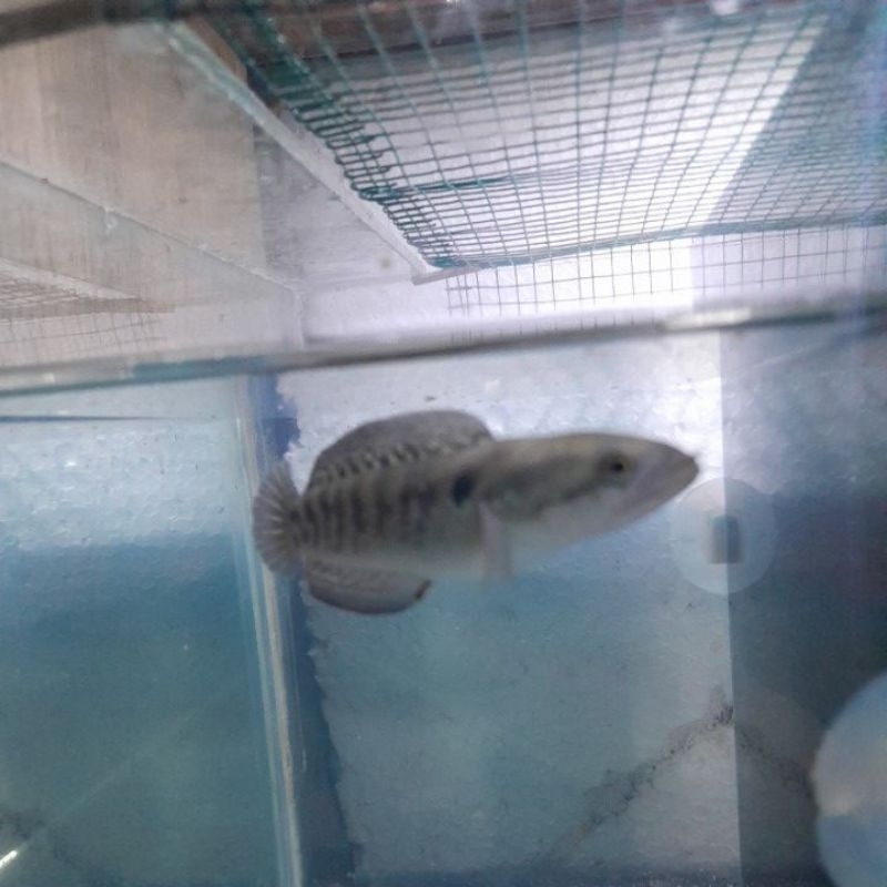 chana asitica ws 10cm