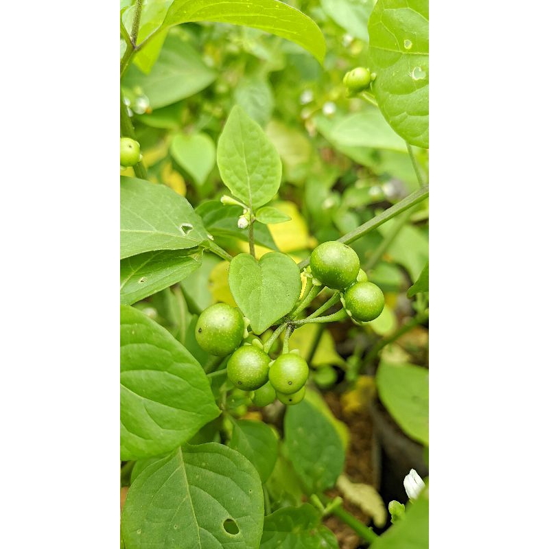 Tanaman lalapan leunca sayuran