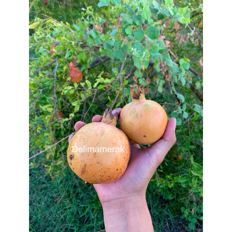 

Buah delima putih biji lunak ukuran jumbo 1 buah