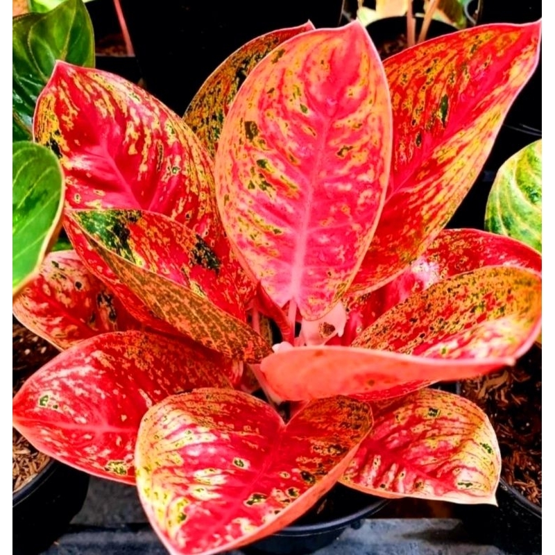 ( BISA COD ) Aglonema Lagacy Mangkok Merah Merah Mutasi Tanaman Hias Aglonema Aglaonema Lagacy Mangk