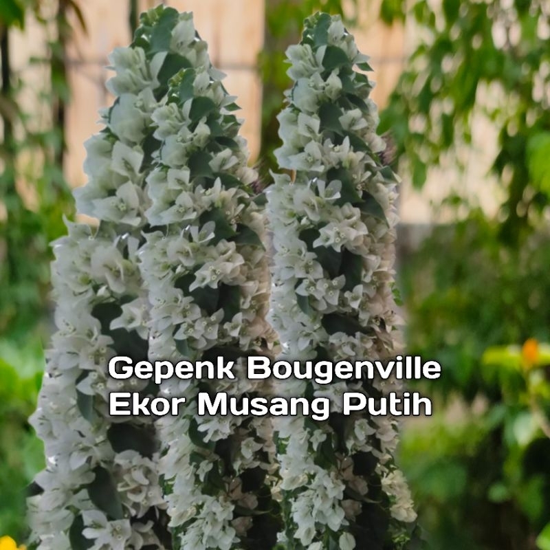 Bougenville Ekor Musang Putih Bugenvil Ekor Musang Ori