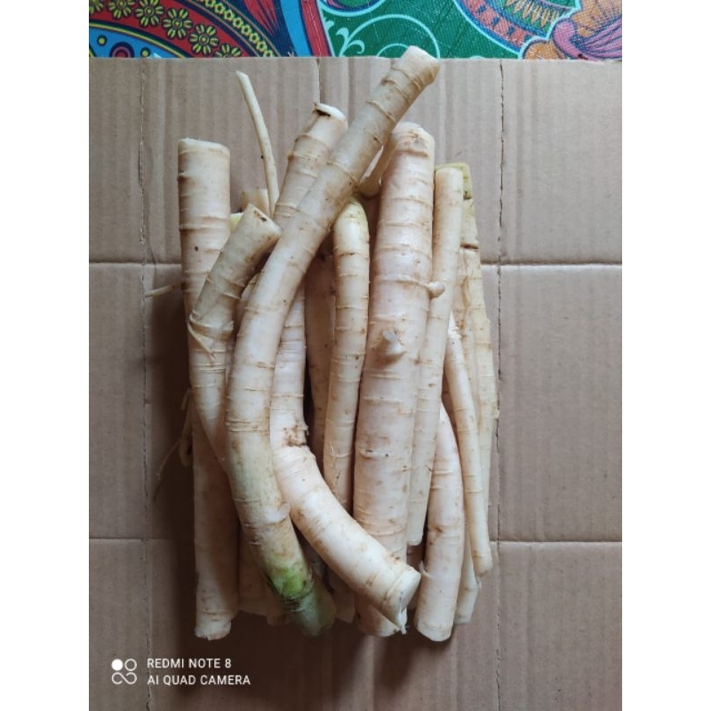 

akar pepaya jantan segar 500.GRAM