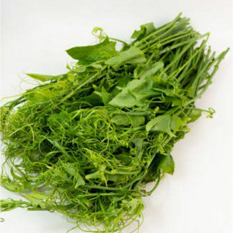 

daun pucuk waluh