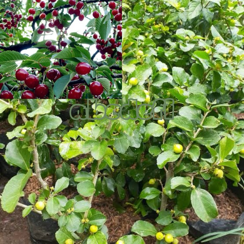 Bibit Cherry Jepang Cangkok Sudah Berbuah