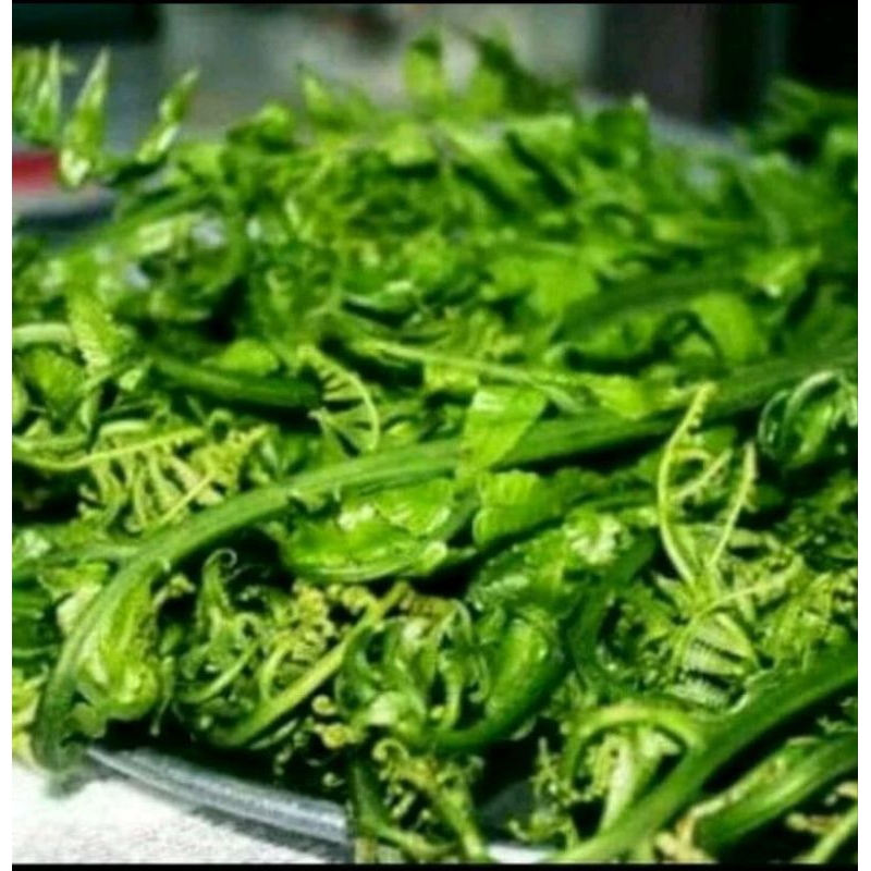 bibit pakis sayur,,,tanaman pakis sayur,,,bibit tanaman pakis/paku sayur
