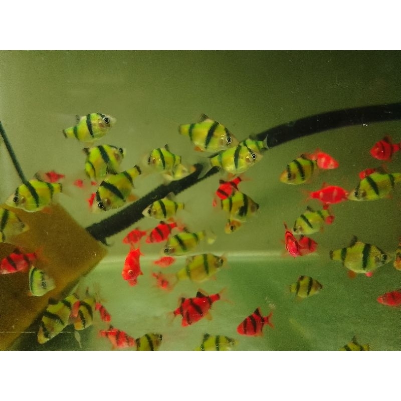 isi 10 Sumatra Glowfish