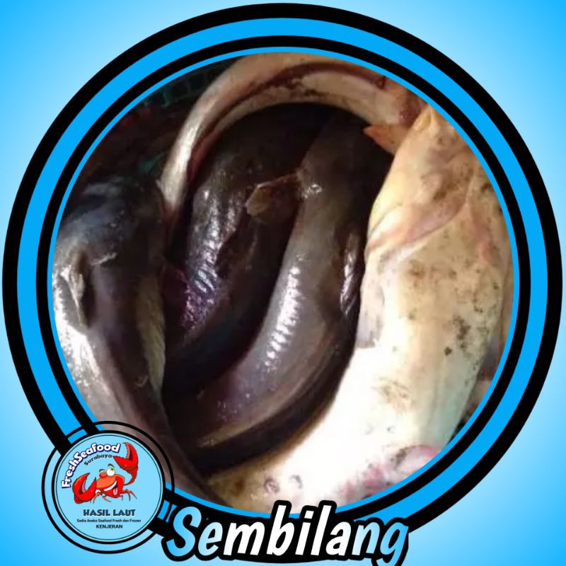 

IKAN SEMBILANG 1 KG
