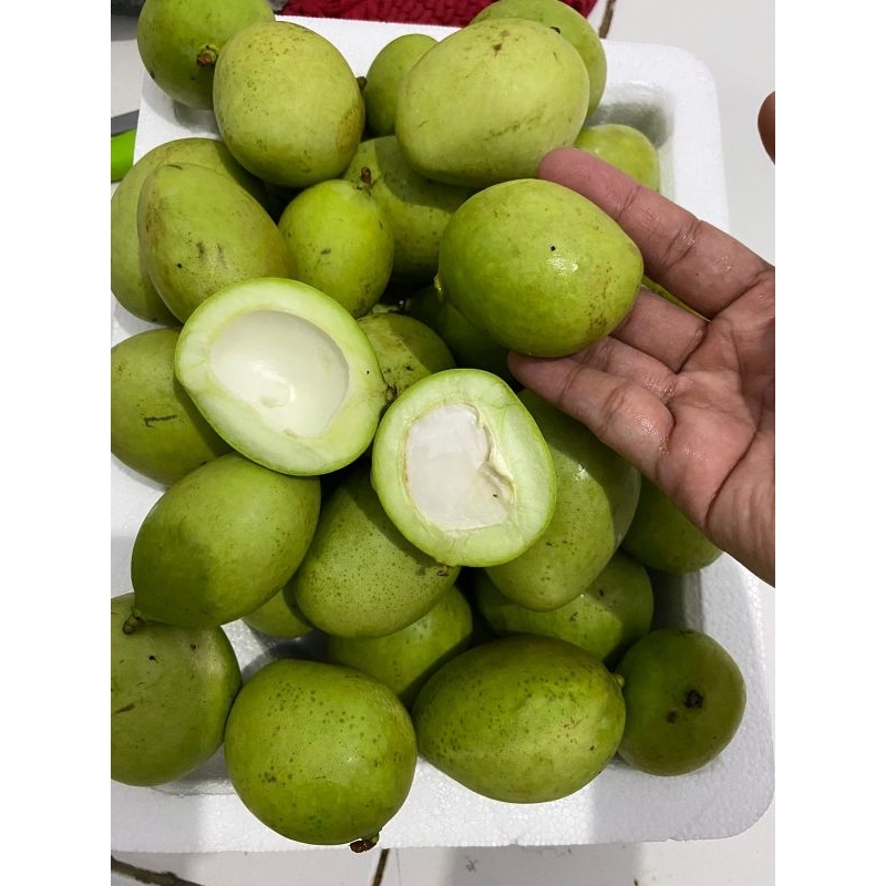 

mangga telur, mangga muda,mangga belah biji
