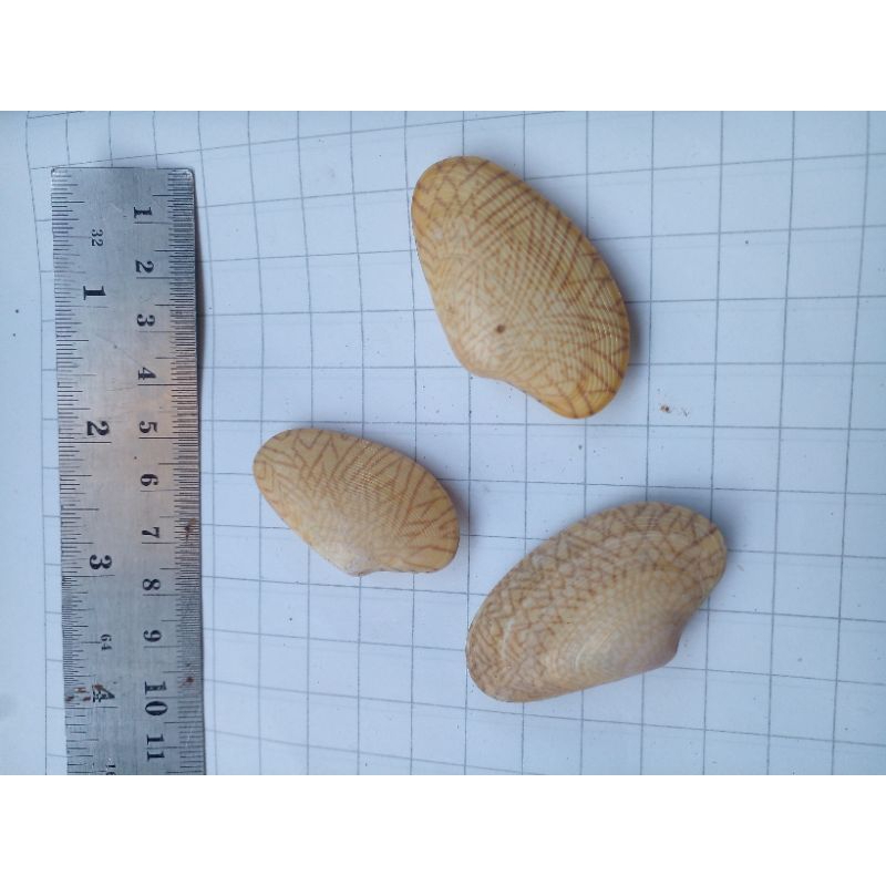 cangkang kerang hijau/batik/batik kipas