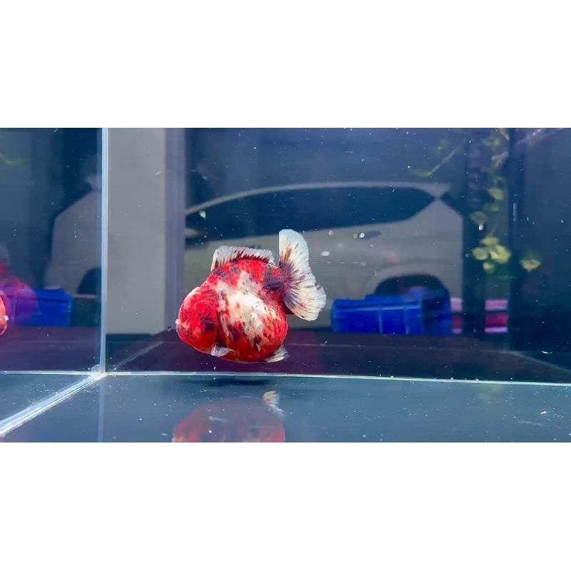 IKAN MAS KOKI ORANDA CALICO SHORTAIL  SIZE 15 CM