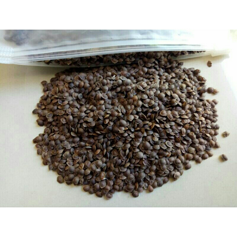 

Biji Putri Malu 1 grm isi 450 butir/biji (Mimosa pudica)biji kering dipohon siap semai