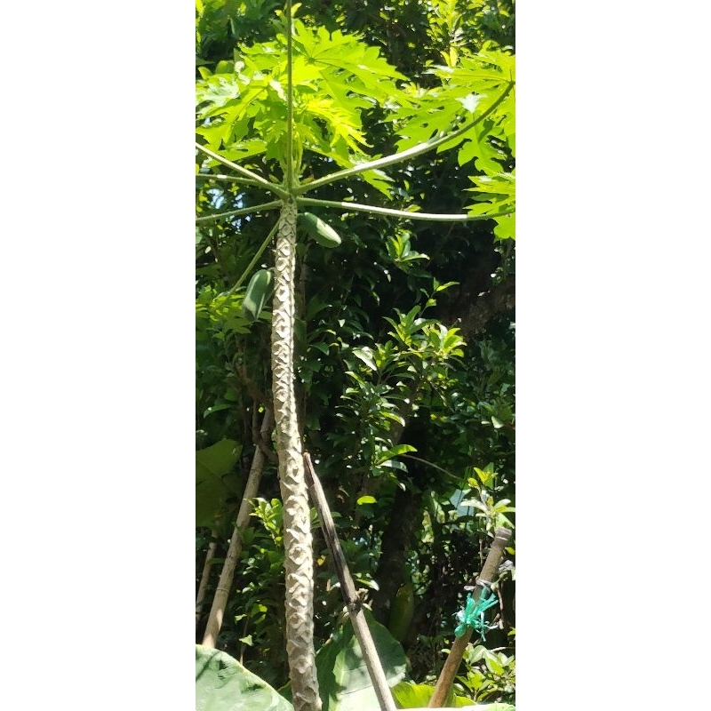 

Daun pepaya muda segar (1kg)