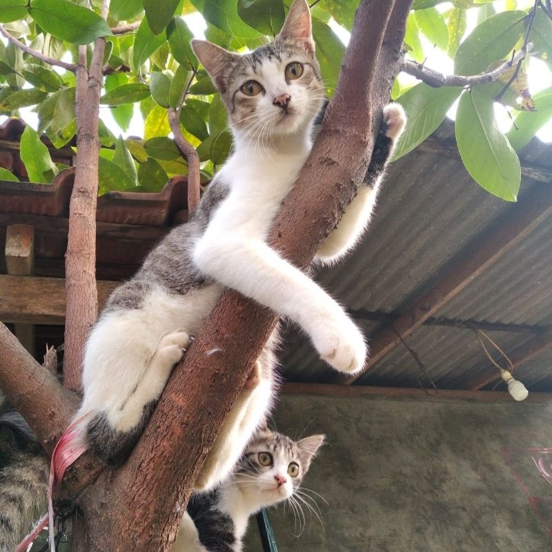 Sarung Tenun Goyor Asli Tegal