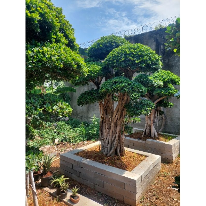 Bonsai Beringin Elegant