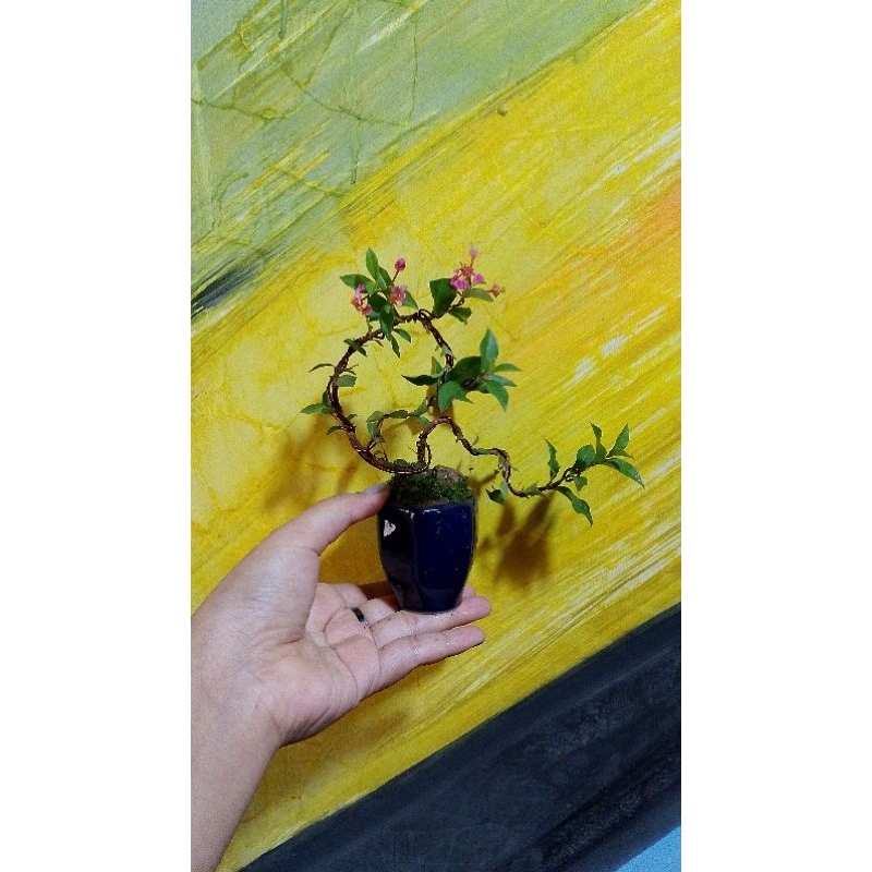BONSAI SAKURA MIKRO SIAP PAJANG