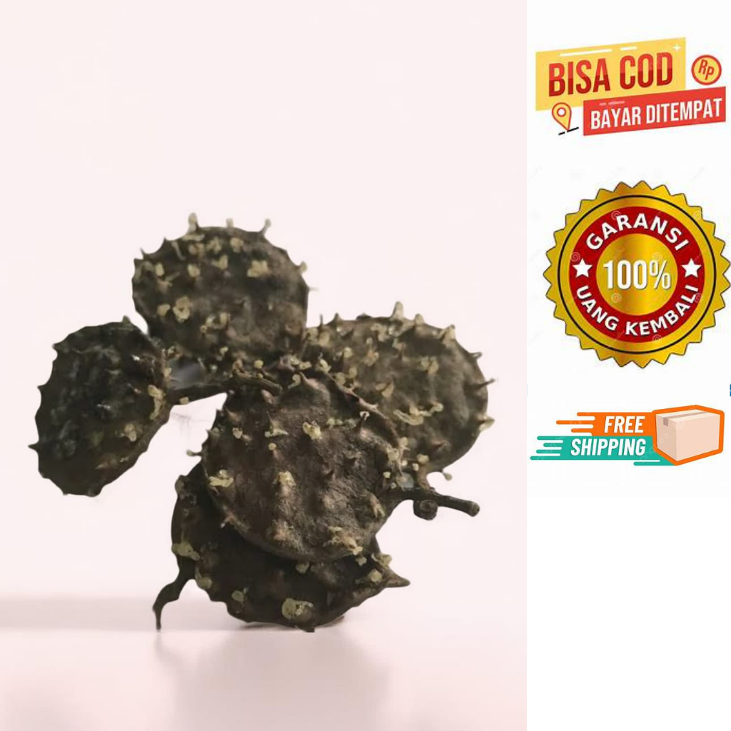 

Saparantu / Buah Saparantu / Seprantu / Saparantu Kering / Saprantu / Saparantu Kering Asli Tanpa Campuran / Saparantu Kering 1 kg / Saparantu kering 500 gr / Saparantu Kering 250 gr / Saparantu Kerigng 100gr