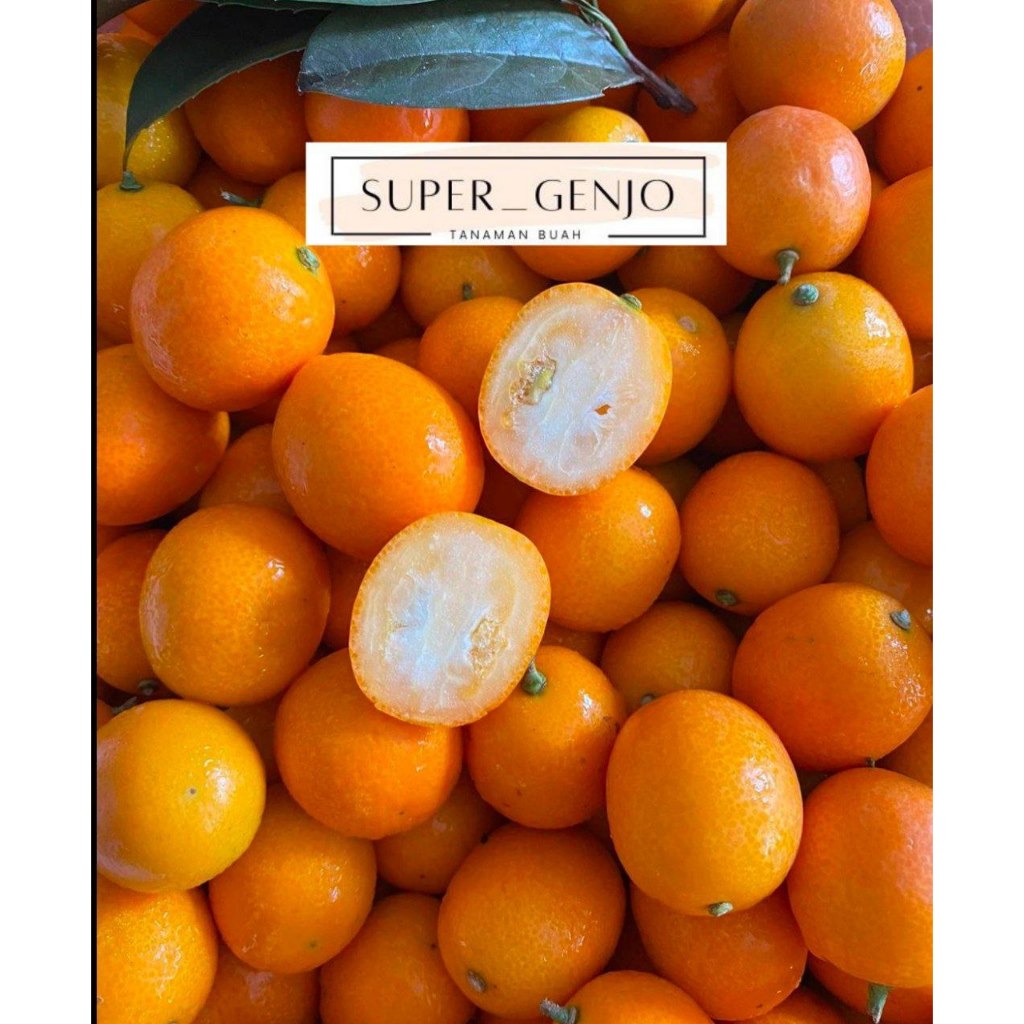 Bibit Jeruk kimkit Kondisi Berbuah lebat