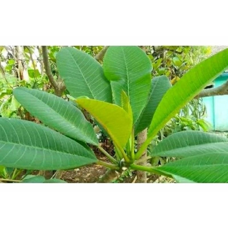 

Daun bunga Kamboja segar 500gram obat herbal