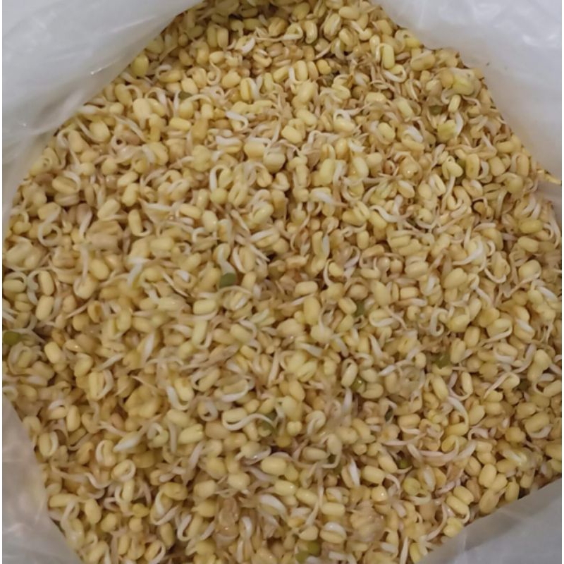 

kecambah 250 gr