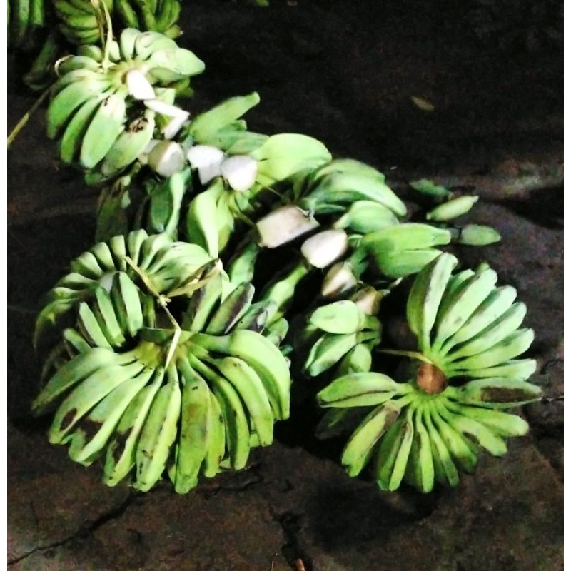 

Pisang Kepok Putih 1 sisir