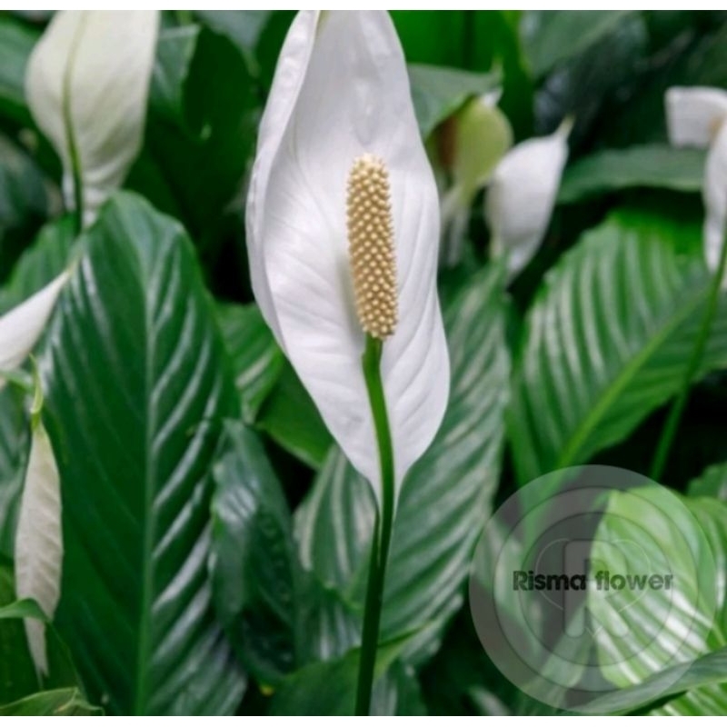tanaman peace Lily bunga putih pembersih udara / pohon peace Lily bunga putih
