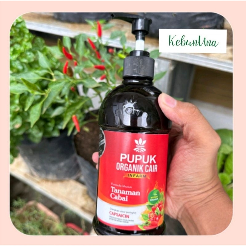 POC cabe. Pupuk Organik Cair infarm