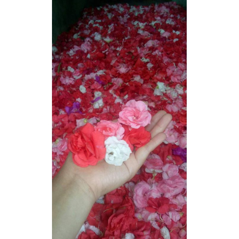 Impatien Balsmina Mix Collors ( Biji ) / pacar air