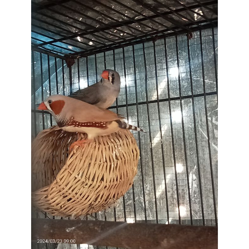 ZebraFinch