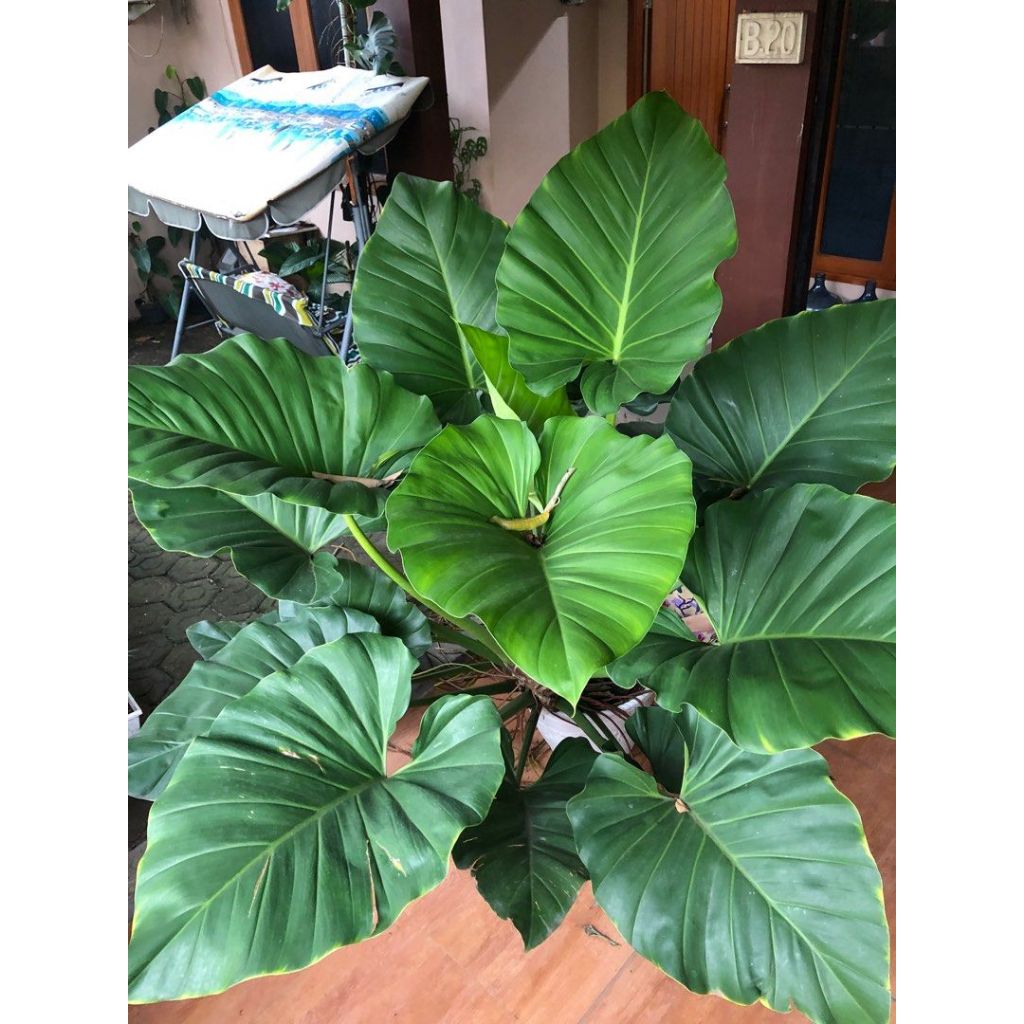 Tanaman Philodendron Giganteum